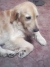 投稿犬画像: メスのゴールデンレトリバーてんちゃん４才２ケ月
